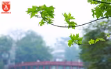Ngỡ ngàng hàng phong trổ lá xanh mướt bên hồ Hoàn Kiếm